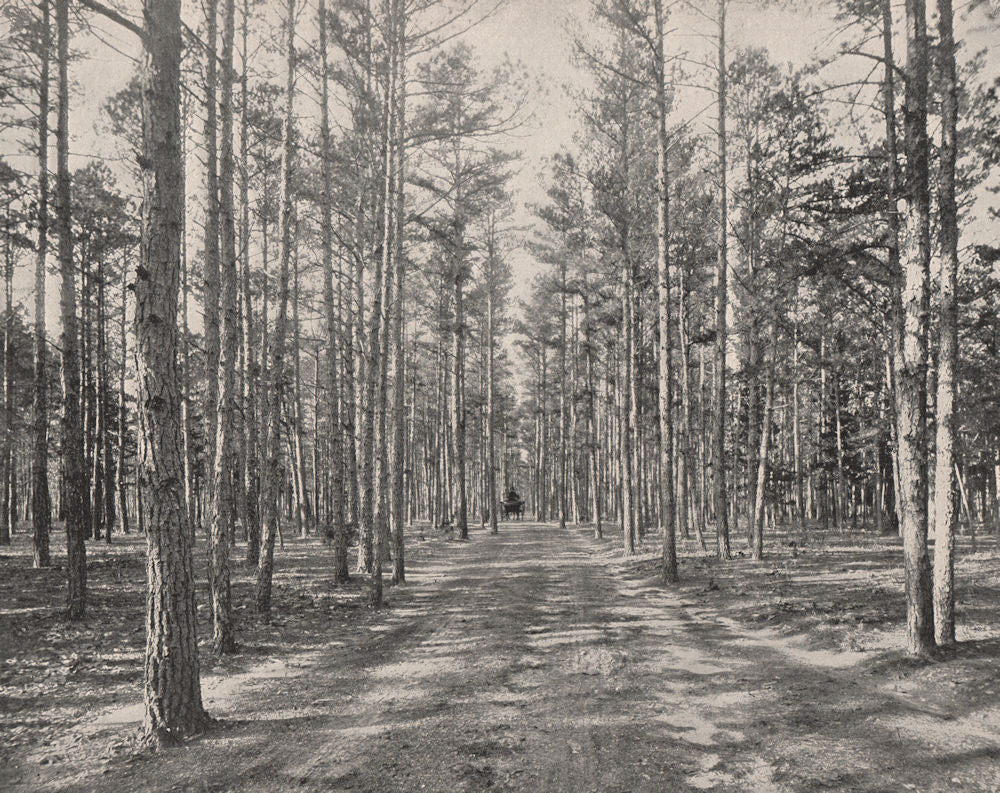 Motorable road in the Piney Woods Park, Lakewood, New Jersey 1895 old print